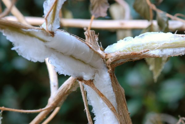 frost flower from plant stem