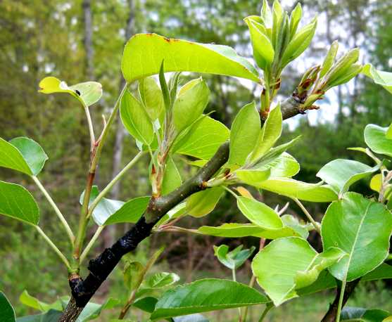 grafted pear