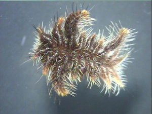 hag moth caterpillar