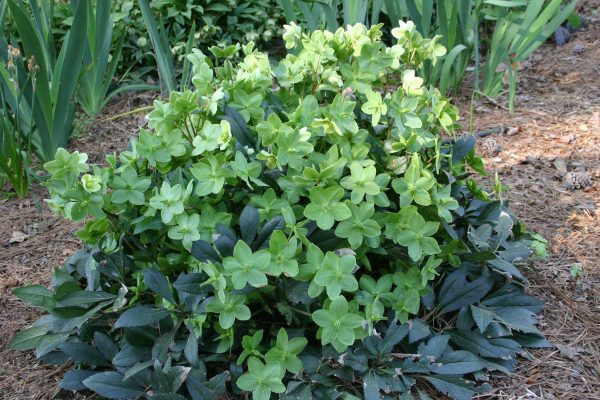hellebore Ivory Prince (2) | Walter Reeves: The Georgia Gardener hellebore Ivory Prince