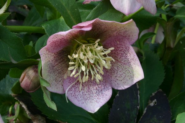 hellebore flower