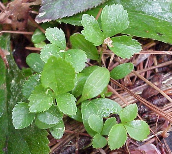 hellebore seedlings