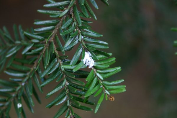 hemlock adelgid