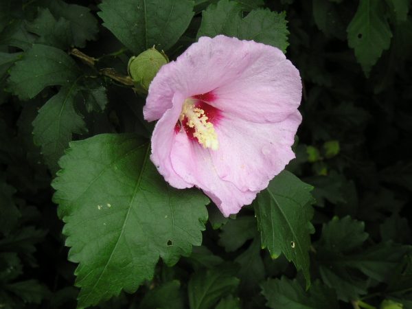 hibiscus rose of sharon | Walter Reeves: The Georgia Gardener Rose of Sharon