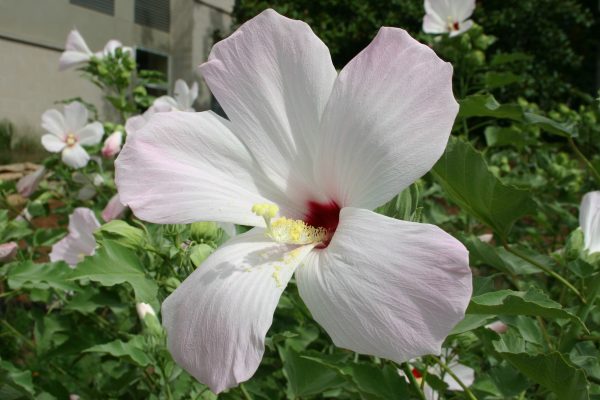 swamp hibiscus