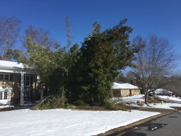holly snow damage 1 | Walter Reeves: The Georgia Gardener