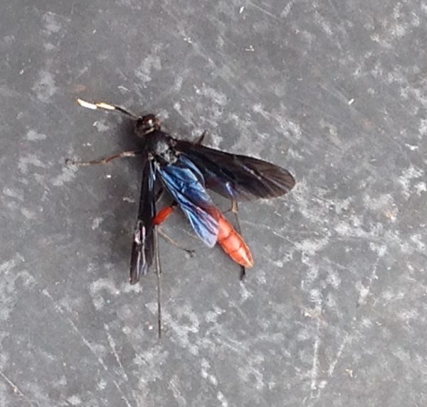horntail woodwasp | Walter Reeves: The Georgia Gardener