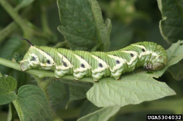 tomato hornworm