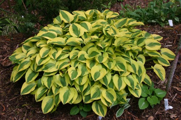 hosta 'Grand Prize'