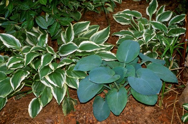 hosta blue and variegated | Walter Reeves: The Georgia Gardener