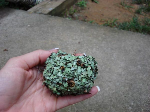 hummingbird nest