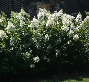 hydrangea 'Floribunda'