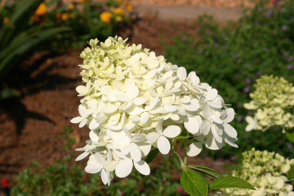 floppy 'Limelight' hydrangea