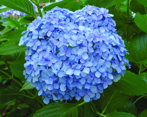 Blue Hydrangea