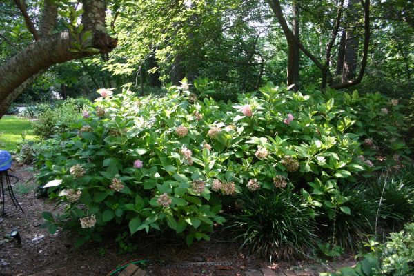 hydrangea before | Walter Reeves: The Georgia Gardener before pruning