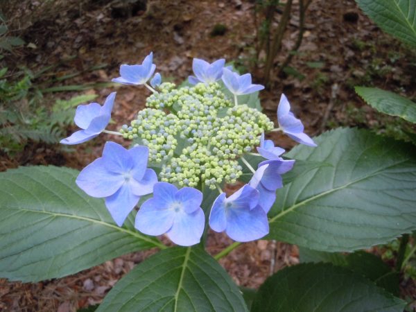 hydrangea lacecap 2 | Walter Reeves: The Georgia Gardener