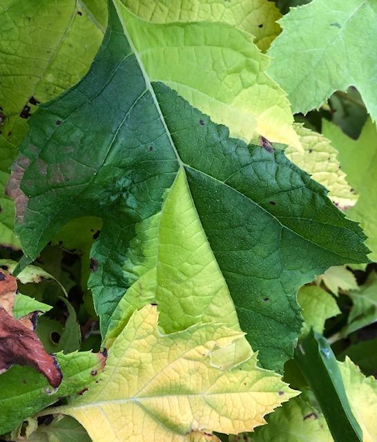 hydrangea oakleaf chimera 4 | Walter Reeves: The Georgia Gardener