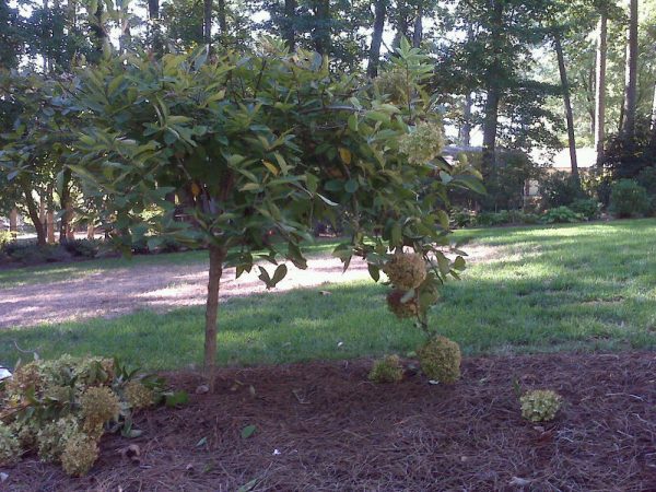 hydrangea panicle | Walter Reeves: The Georgia Gardener panicle hydrangea