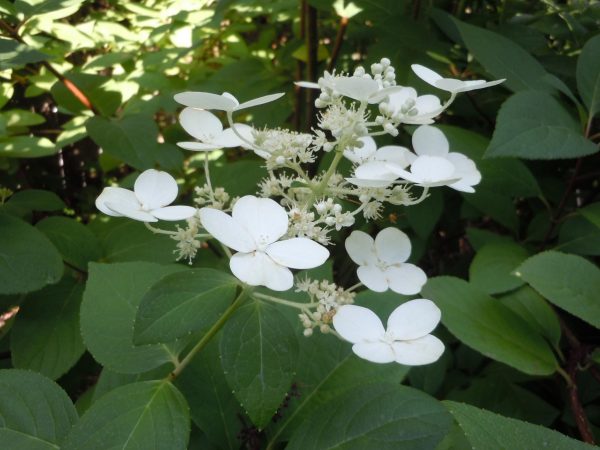 hydrangea pannicle