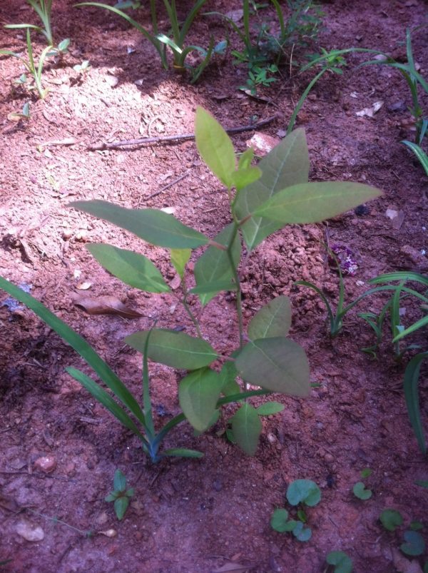 sassafras sprouts