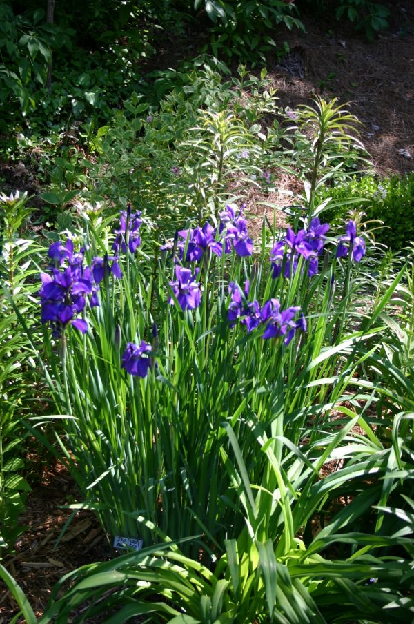 Siberian iris