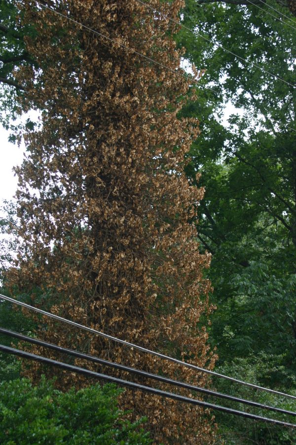 ivy in tree 2 | Walter Reeves: The Georgia Gardener