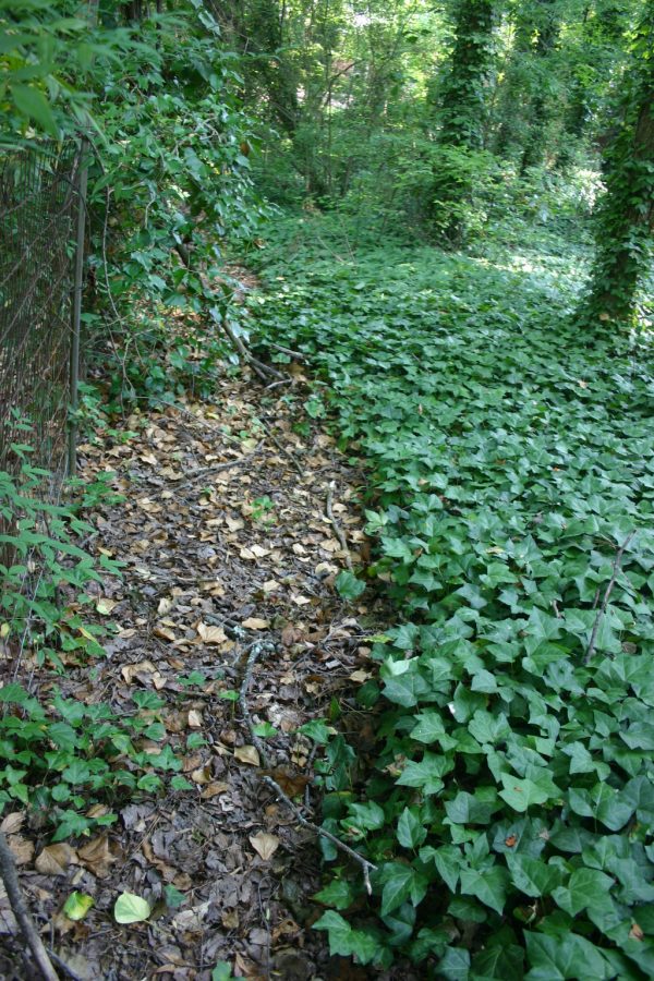 ivy strip dead after 2 sprays, 2 weeks apart