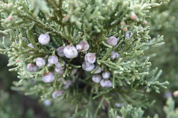 juniper berries | Walter Reeves: The Georgia Gardener
