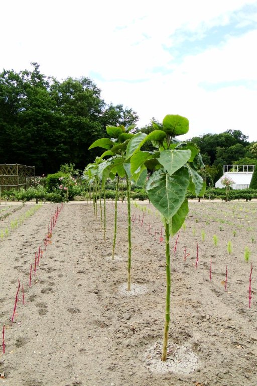 kale walkingstick | Walter Reeves: The Georgia Gardener