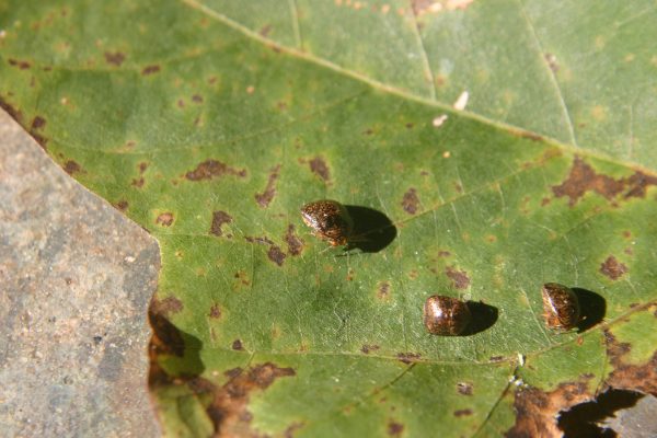 kudzu bug