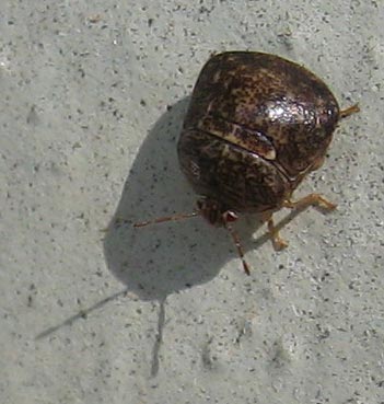 kudzu bug Lisa South | Walter Reeves: The Georgia Gardener