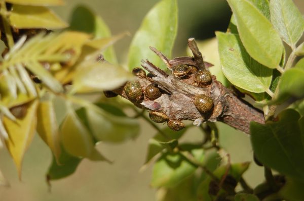 kudzu bug on wisteria 3 | Walter Reeves: The Georgia Gardener kudzu bug on wisteria