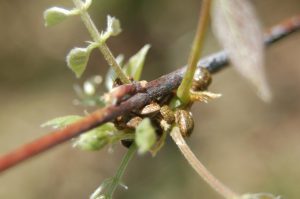 kudzu bug on wisteria