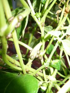 kudzu bug on pole bean