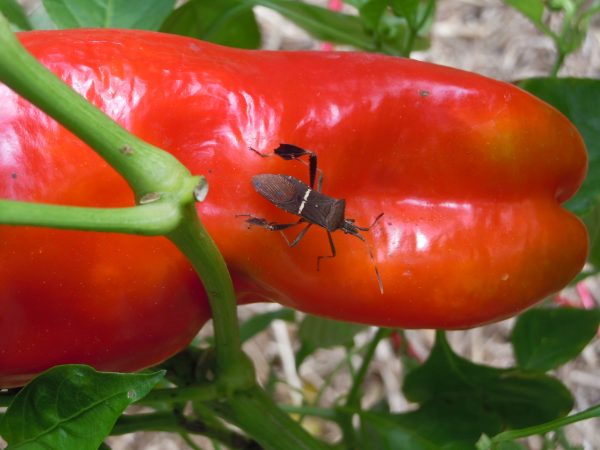 leaf footed bug