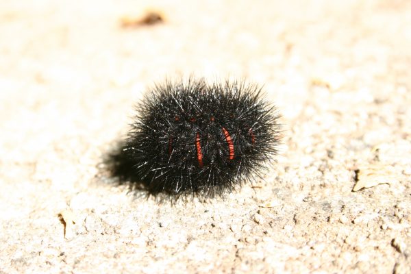 leopard moth caterpillar | Walter Reeves: The Georgia Gardener leopard moth caterpillar