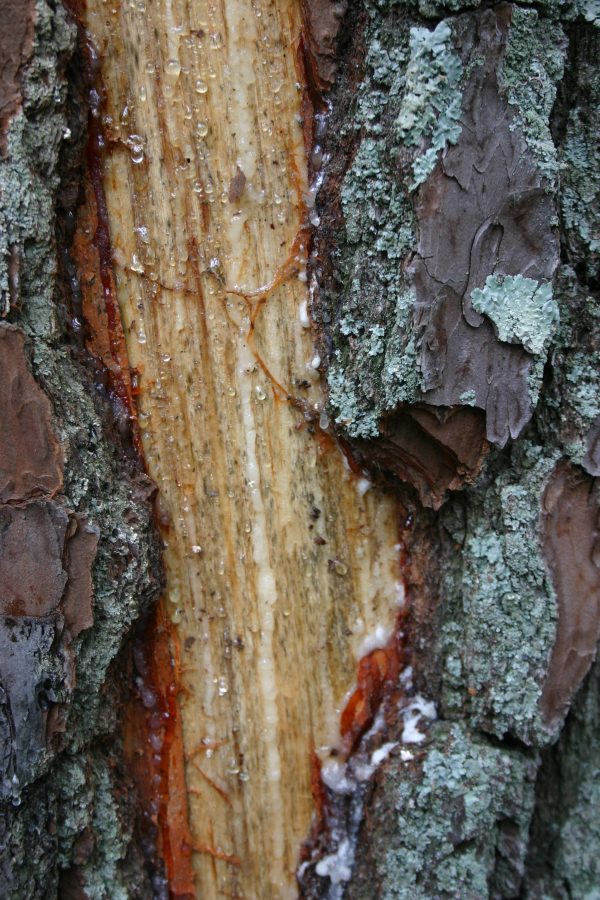 lightning damage to pine