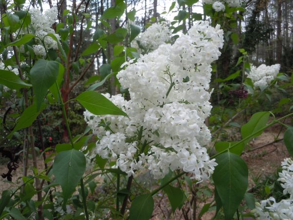 lilac White Angel