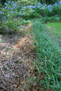 liriope strip dead 10 days after spraying glyphosate