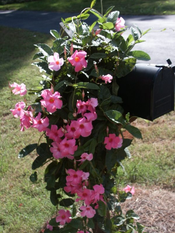 mandevilla