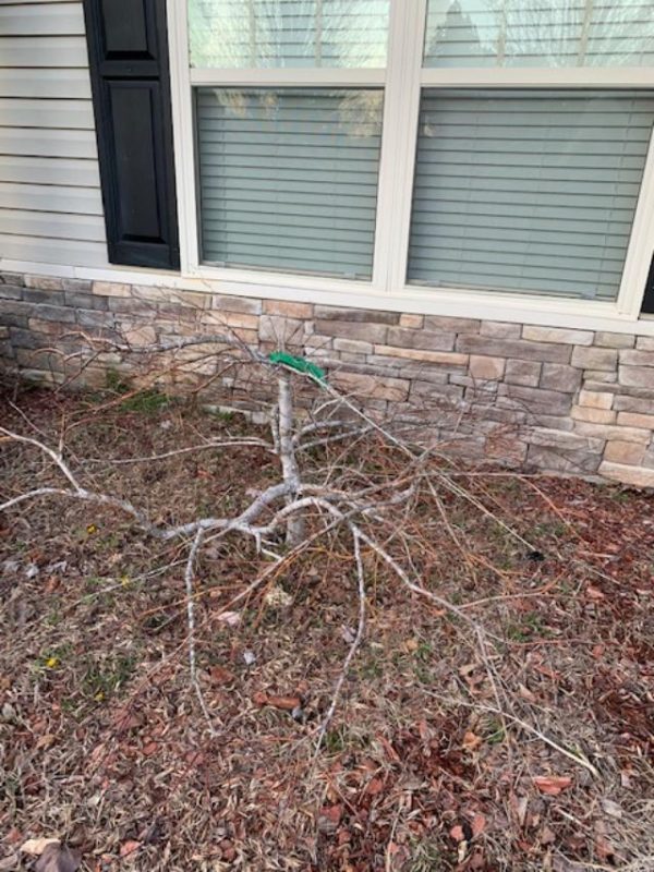 maple Japanese (2) | Walter Reeves: The Georgia Gardener