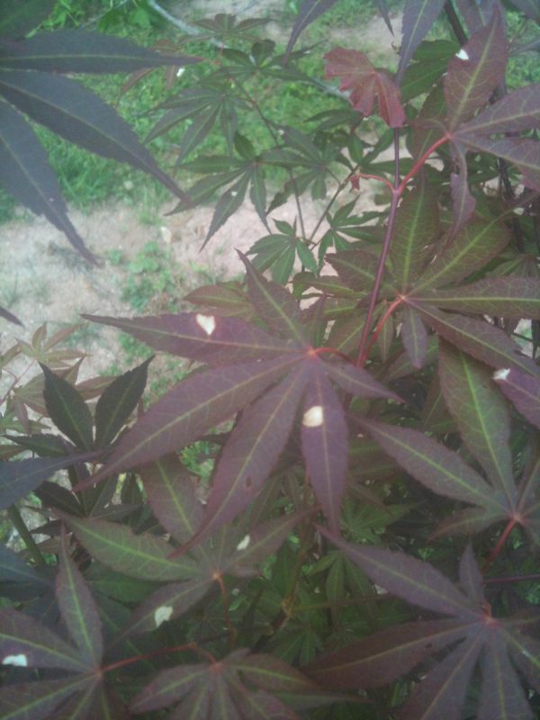 japanese maple phyllosticta white spots