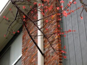 red maple flowers