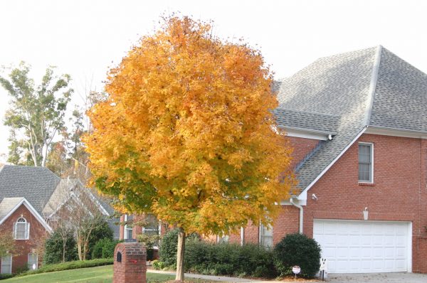 sugar maple