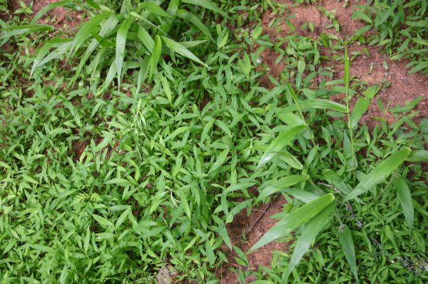 Chinese stiltgrass