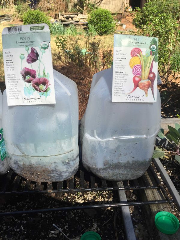 milk-jug-propagation-1 | Walter Reeves: The Georgia Gardener