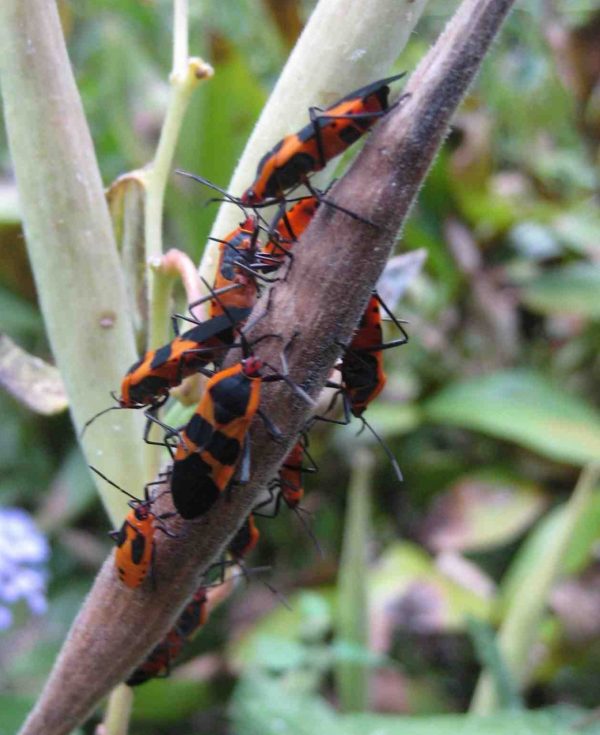 milkweed bugs