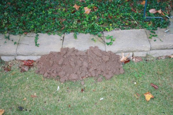 mole hill 2 | Walter Reeves: The Georgia Gardener