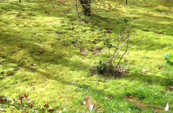 moss lawn 1 | Walter Reeves: The Georgia Gardener
