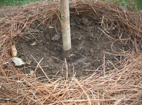 mulch ring | Walter Reeves: The Georgia Gardener